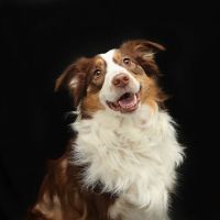 Portland Veterinary Service ico