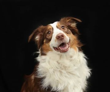 Portland Veterinary Service