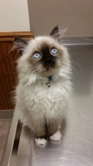 Portland Veterinary Service 4