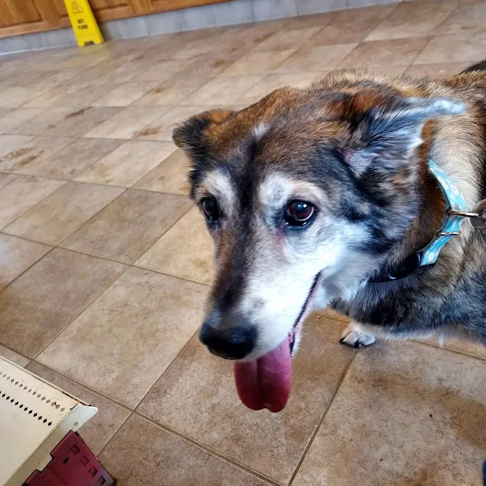 Portland Veterinary Service 8