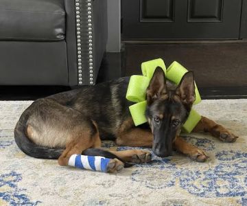 Fowler Veterinary Service LLC