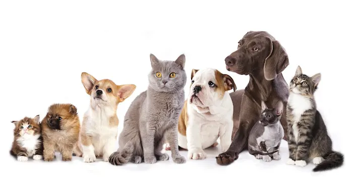 Fowler Veterinary Service LLC 2