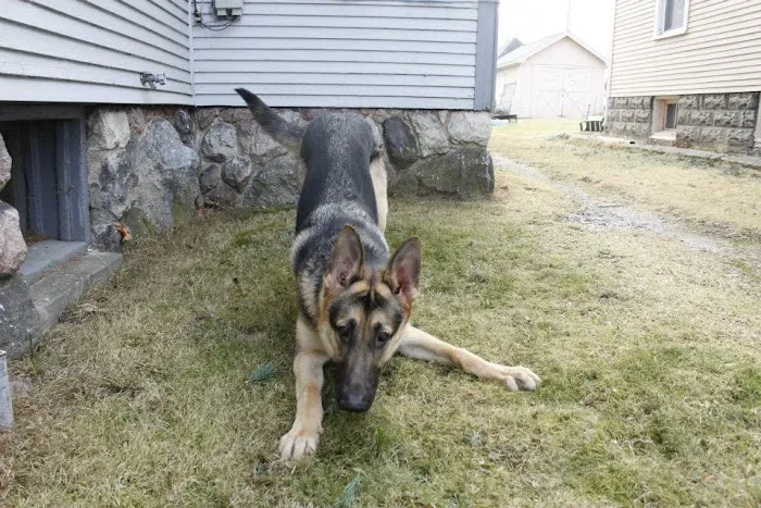 House Calls Veterinary Hospital 3