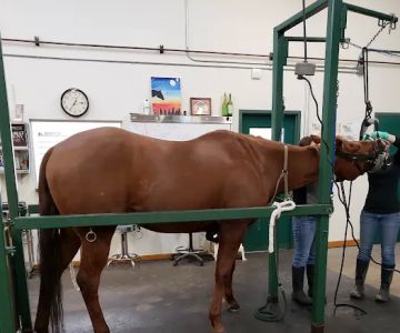 Beadle Lake Veterinary Clinic