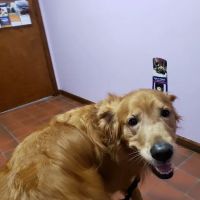 Log Cabin Animal Hospital ico