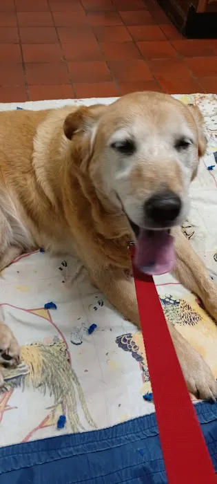 Log Cabin Animal Hospital 8