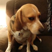 High Ridge Animal Hospital ico