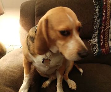 High Ridge Animal Hospital