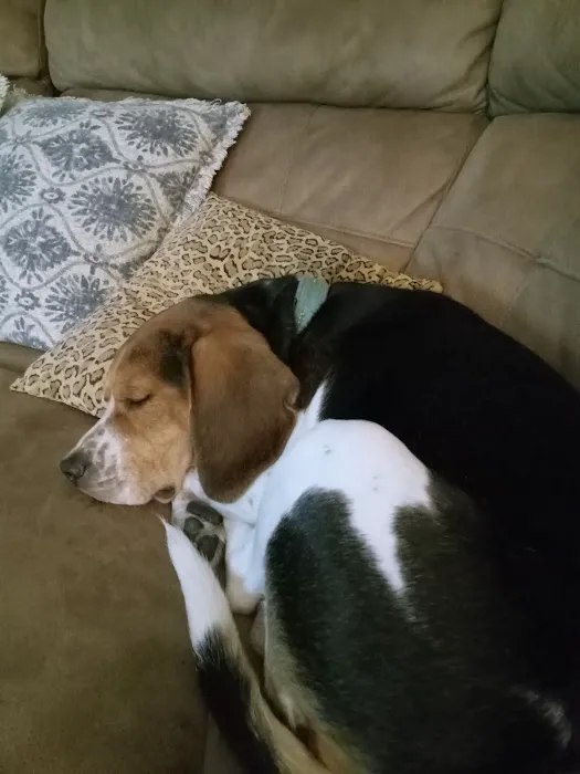 High Ridge Animal Hospital 12