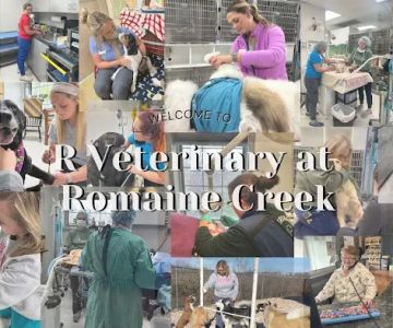 R Veterinary at Romaine Creek