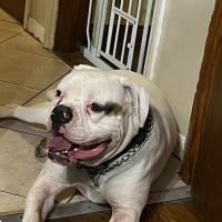Tesson Ferry Veterinary Hospital ico