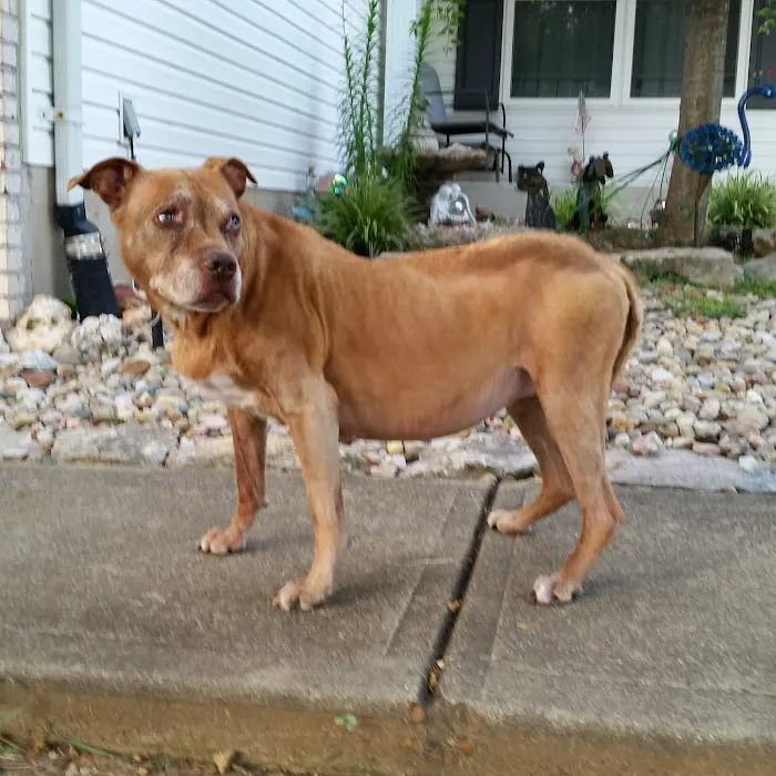 Tesson Ferry Veterinary Hospital 9
