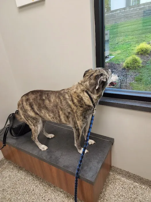 Arnold Animal Hospital 12