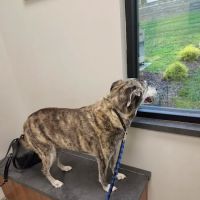 Arnold Animal Hospital ico
