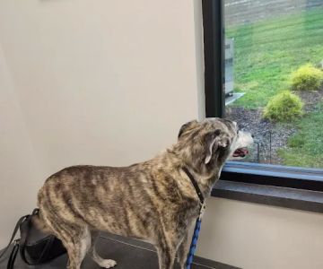 Arnold Animal Hospital