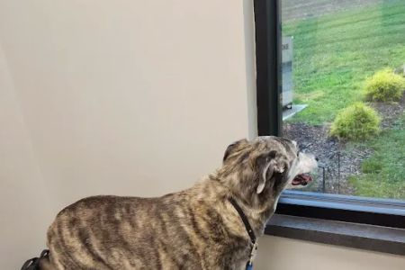 Arnold Animal Hospital
