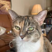 Concord Animal Hospital ico