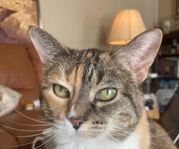 Concord Animal Hospital