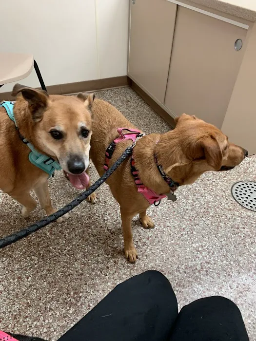 Concord Animal Hospital 12
