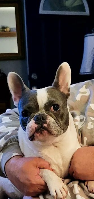 Concord Animal Hospital 12