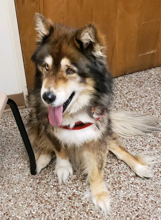 Concord Animal Hospital 12