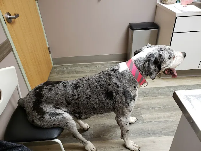 Ivan Animal Hospital 12