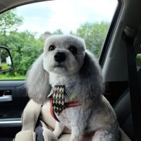 House Springs Animal Clinic ico