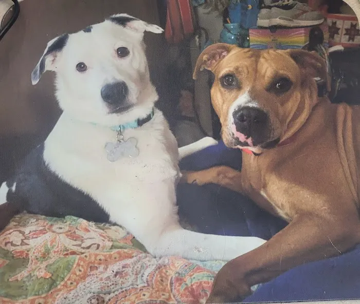 House Springs Animal Clinic 7