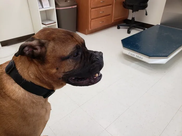 House Springs Animal Clinic 5