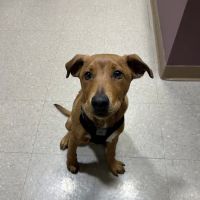 Eureka Family Pet Hospital ico