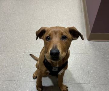 Eureka Family Pet Hospital