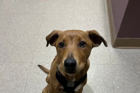 Eureka Family Pet Hospital