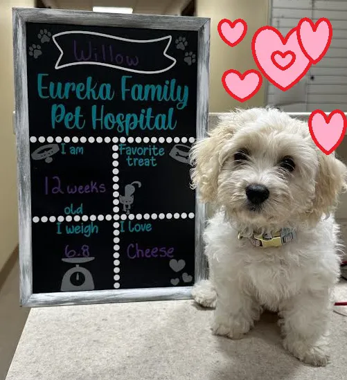 Eureka Family Pet Hospital 12