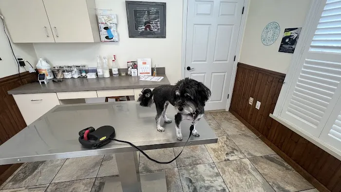 My Vet Animal Clinic 12