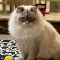 LeGrand Siberians ico