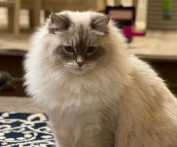 LeGrand Siberians