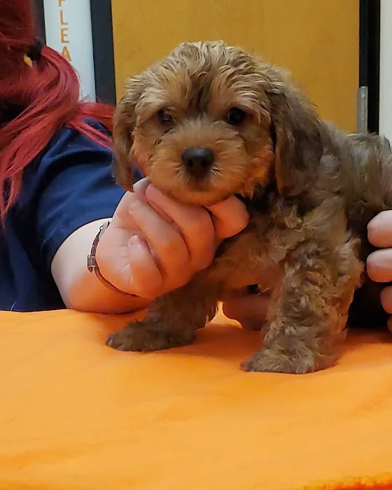 Banfield Pet Hospital 12