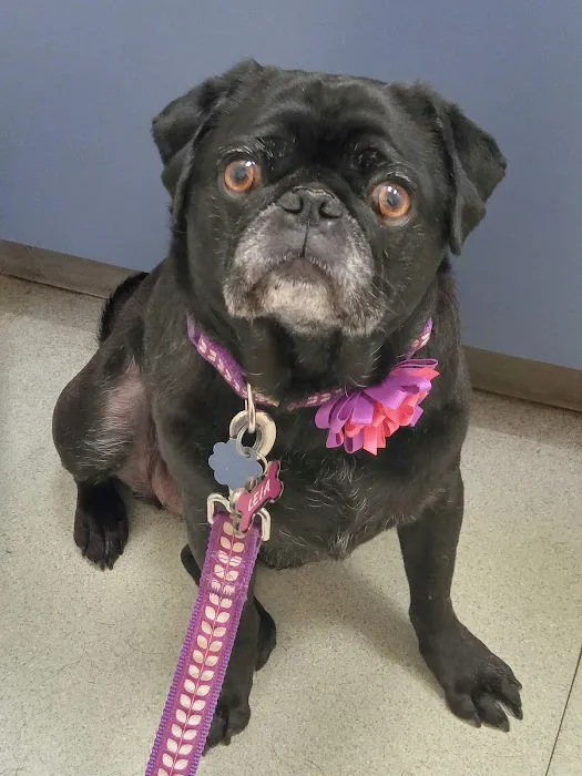 Southwick Veterinary Hospital 12