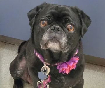 Southwick Veterinary Hospital