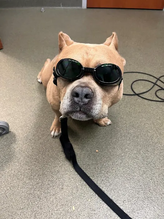 Brentwood Animal Hospital 3