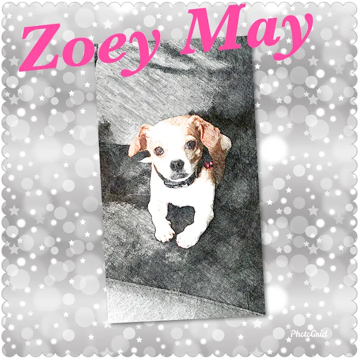 Webster Groves Animal Hospital: Jones Christen DVM 2