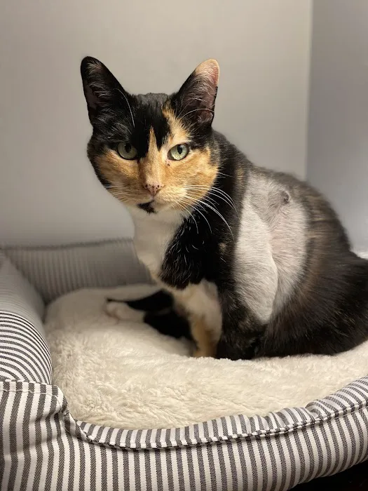 Webster Groves Animal Hospital and Urgent Center 12