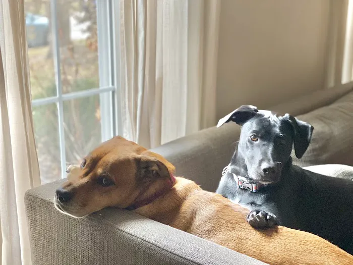 Webster Groves Animal Hospital and Urgent Center 12
