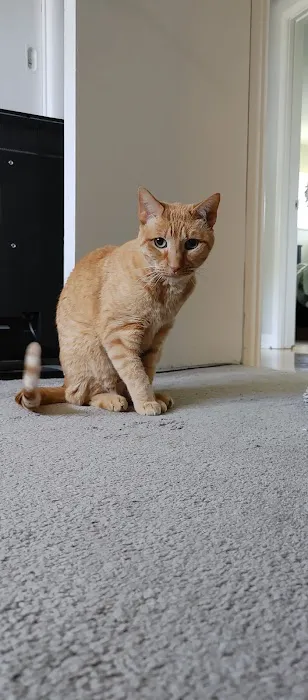 Webster Groves Animal Hospital and Urgent Center 12
