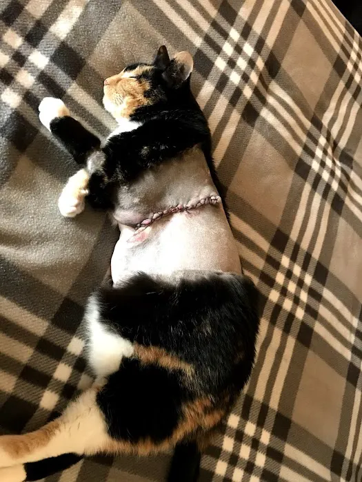 Webster Groves Animal Hospital and Urgent Center 12