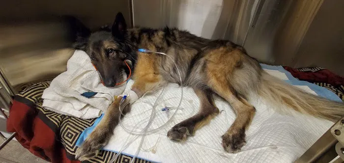 Webster Groves Animal Hospital and Urgent Center 12