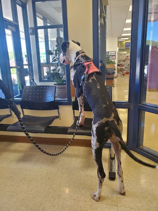 Webster Groves Animal Hospital: Kaufman Kathryn DVM 3