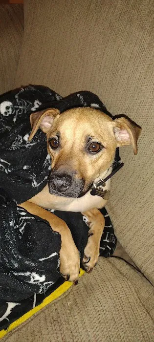 Webster Groves Animal Hospital: Kaufman Kathryn DVM 6