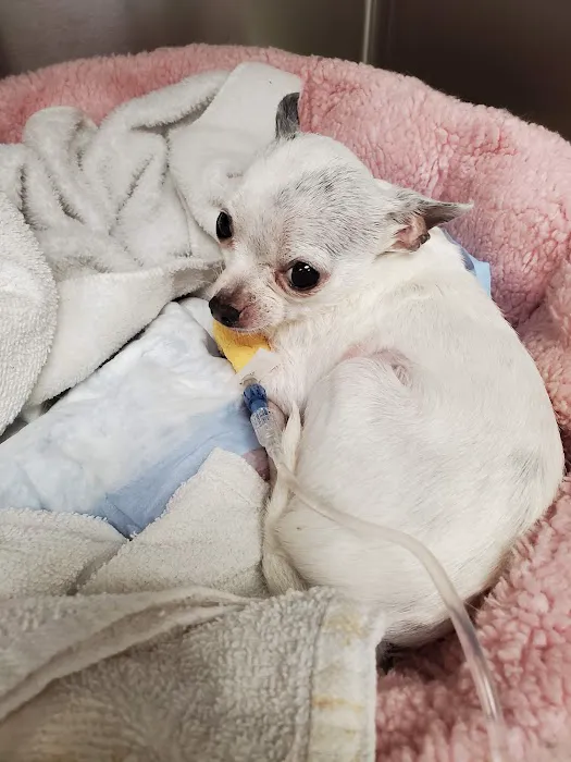 Webster Groves Animal Hospital: Kaufman Kathryn DVM 2