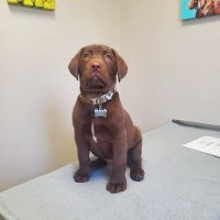 Countryside Animal Clinic - Kurt Krusen DVM ico